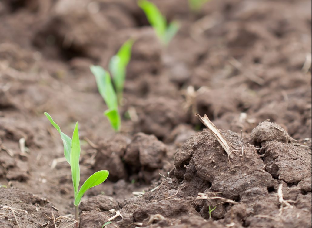 Nebraska Corn Planting Progress