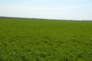 Alfalfa in Nebraska