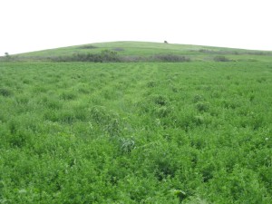 Ag Landowner's Guide to CRP