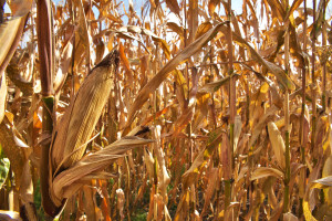 Nebraska-Harvest