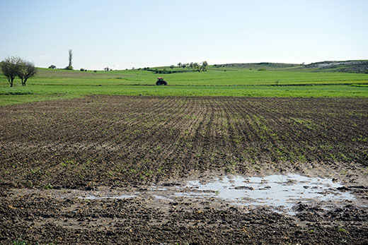 Cornfield-with-puddle