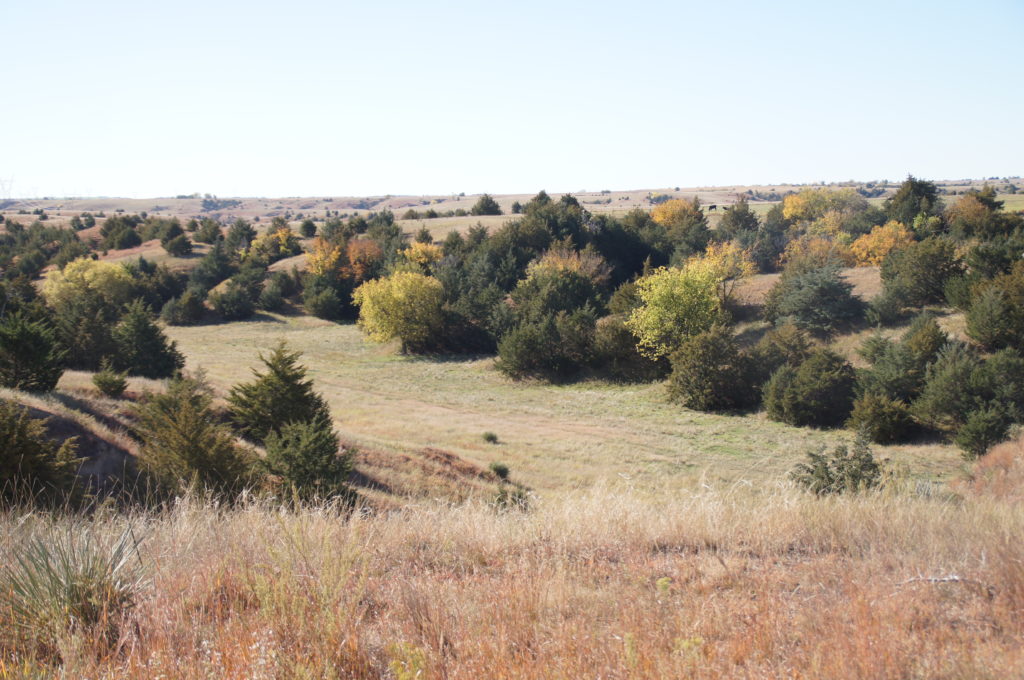 Nebraska Pasture