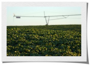 Agricultural Consultations - Nebraska Landowner