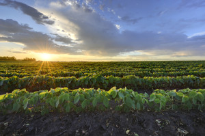 Selling the Family Farm