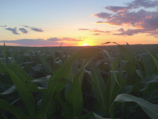 corn at sunrise