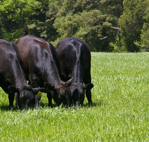 cows-in-pasture