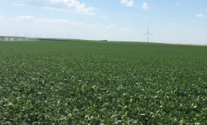 Nebraska Soybean Progress